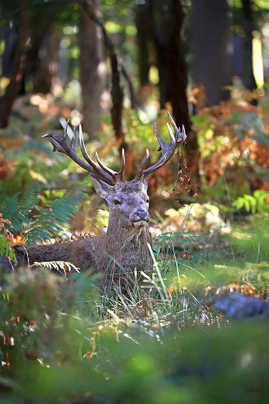 Cerf1.jpg