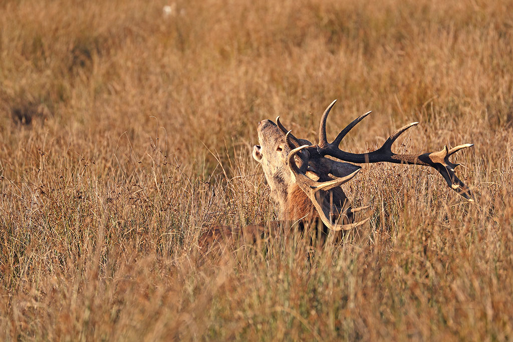 cerf2.jpg