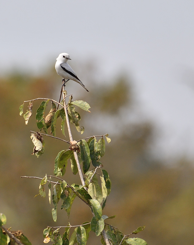 DS5_5584.jpg