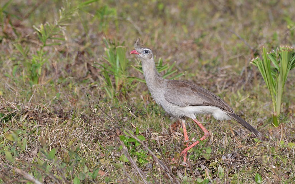 DSC_9385.jpg