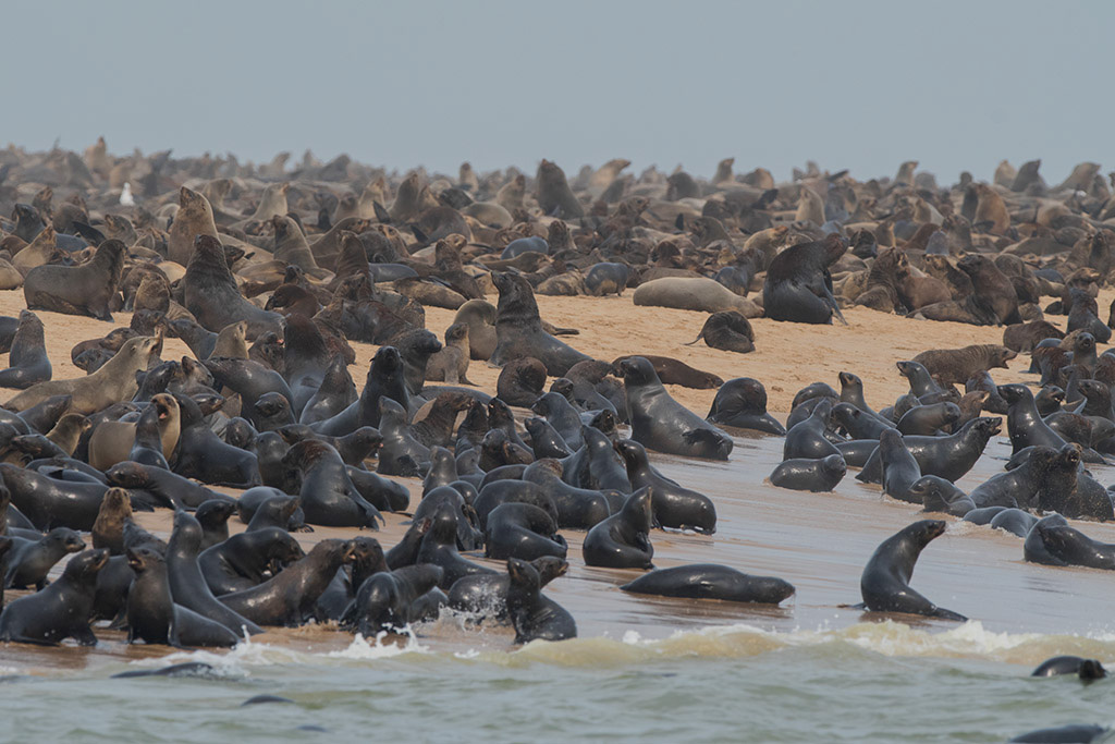 124-Otaries à fourrure.jpg