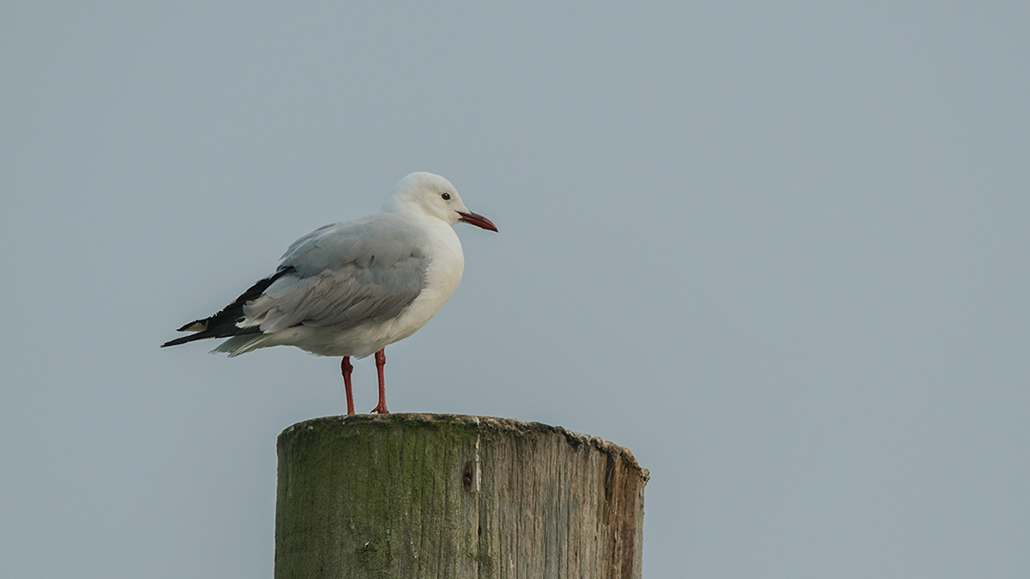 131-Mouette de Hartlaud.jpg