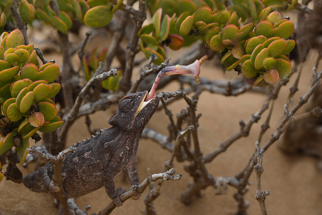135-Caméléon.namaqua.jpg