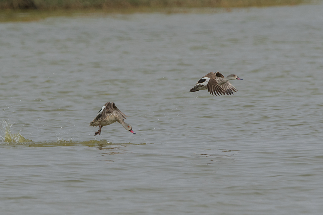 138-Canard du Cap.jpg