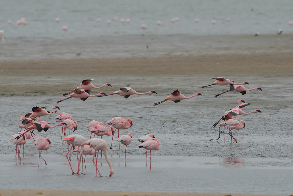 139-Flamants nains.jpg