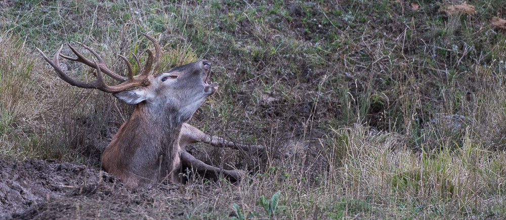Cerf 10.jpg