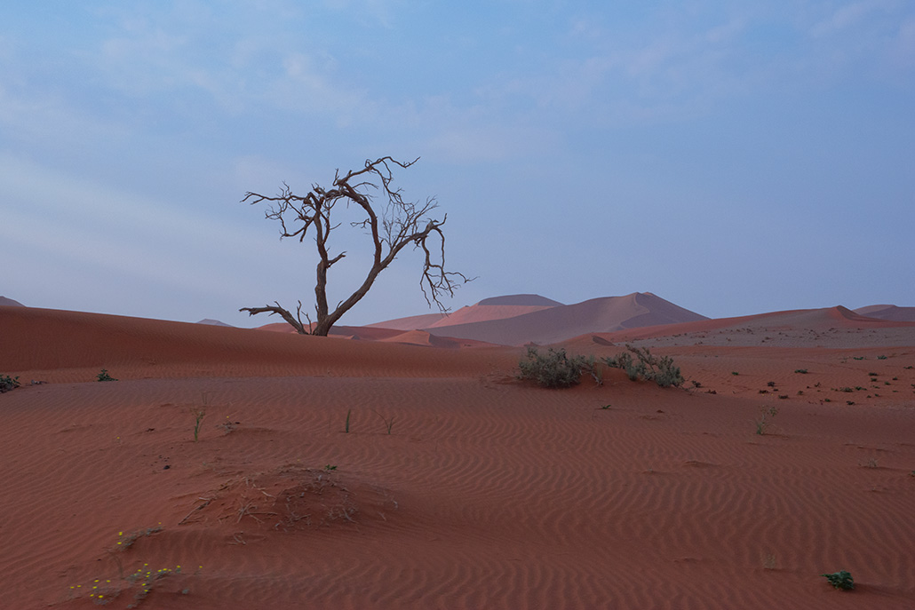 159-L'arbre solitaire.jpg