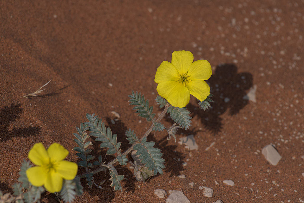 167-Tribulus zeyheri.jpg