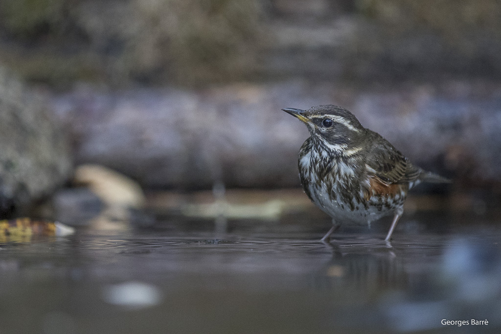 Grive Mauvis (Turdus iliacus)-10.jpg