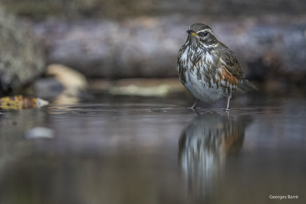 Grive Mauvis (Turdus iliacus)-16.jpg