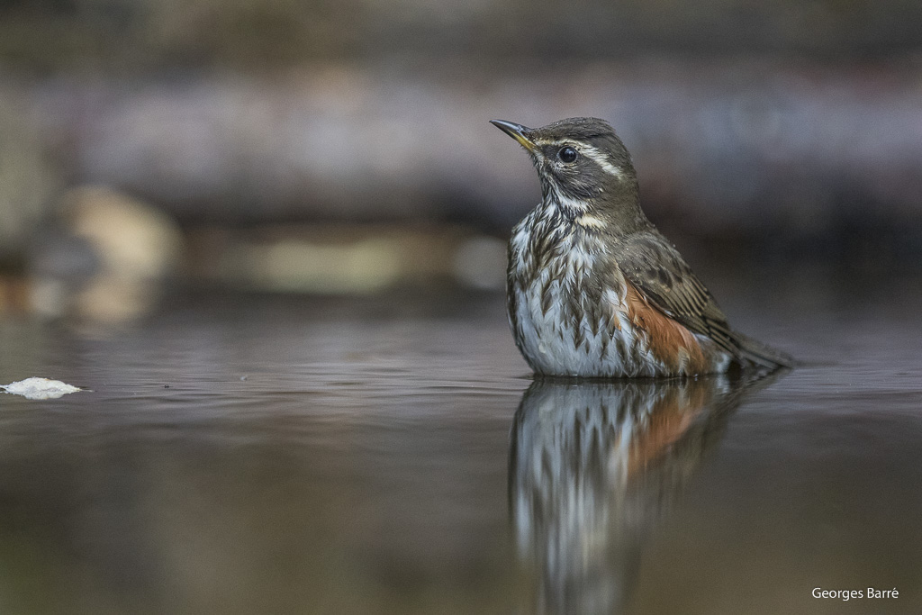 Grive Mauvis (Turdus iliacus)-21.jpg