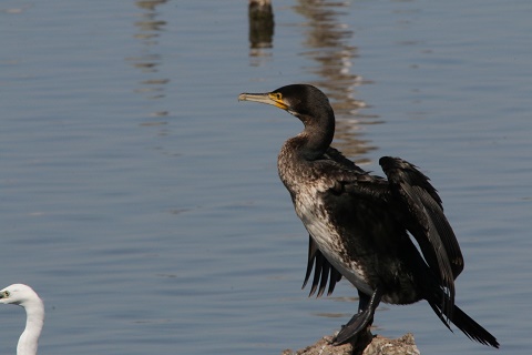 cormoran N4 réduit.jpg