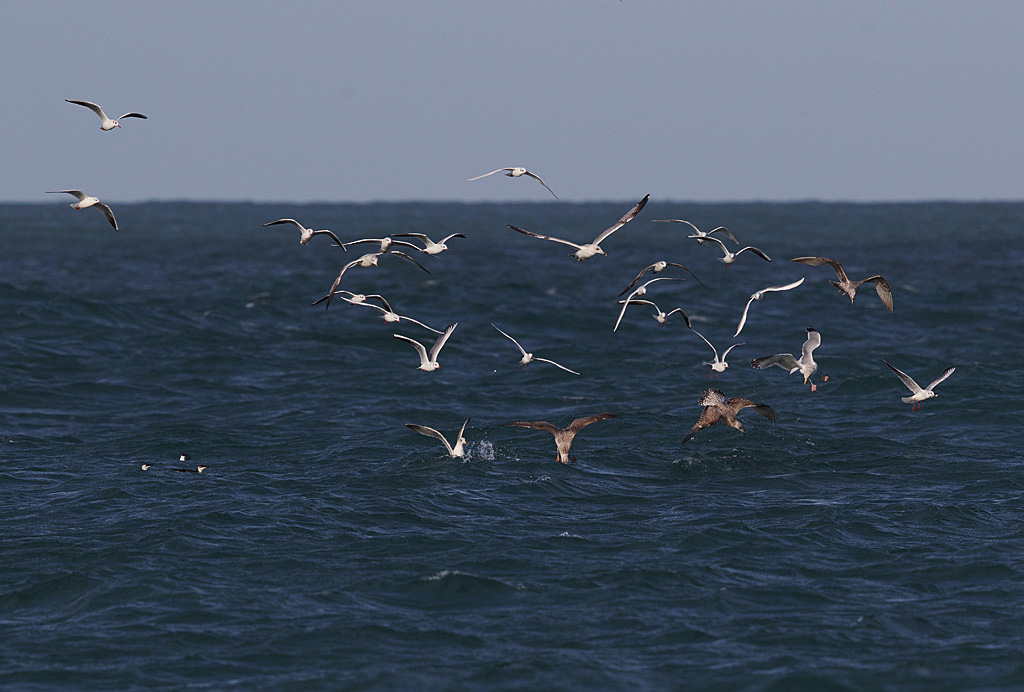 IMG_6468 IN.jpg