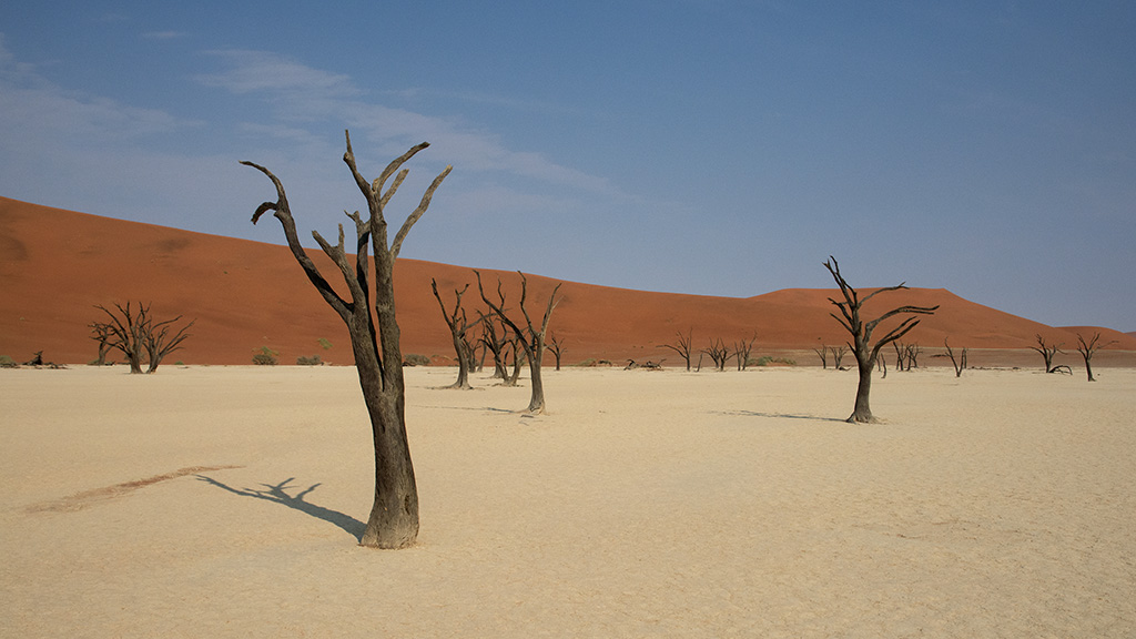 171-Acacias de Dead Vlei.jpg