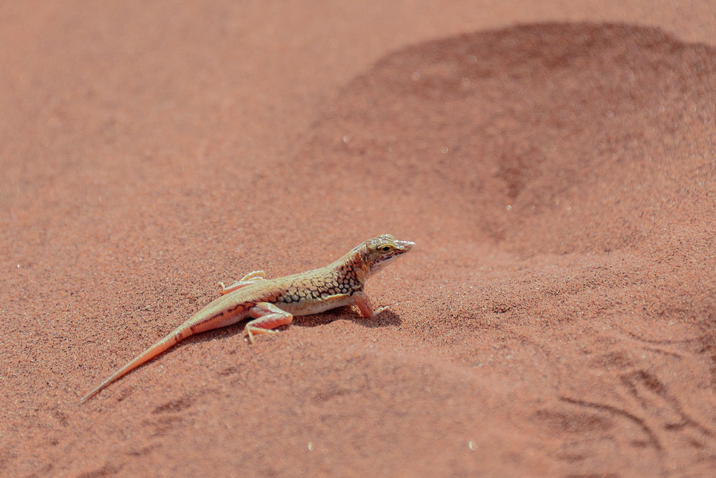 172-Lézard des dunes (Meroles anchietae).jpg