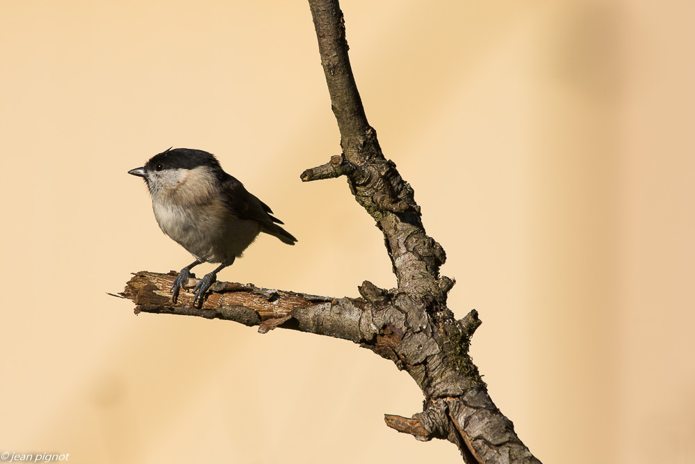 oiseaux mangeoire 11 2018.JPG