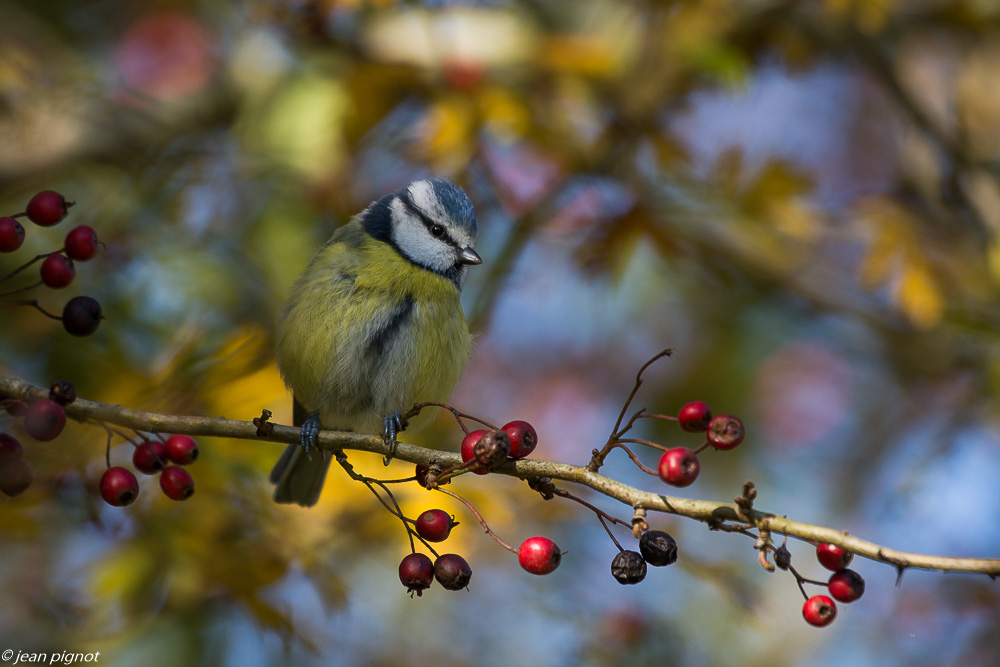oiseaux de ma haie11 2018-2.JPG