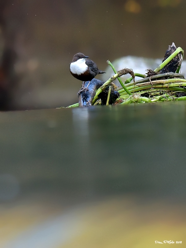 DSC_8617IN.jpg