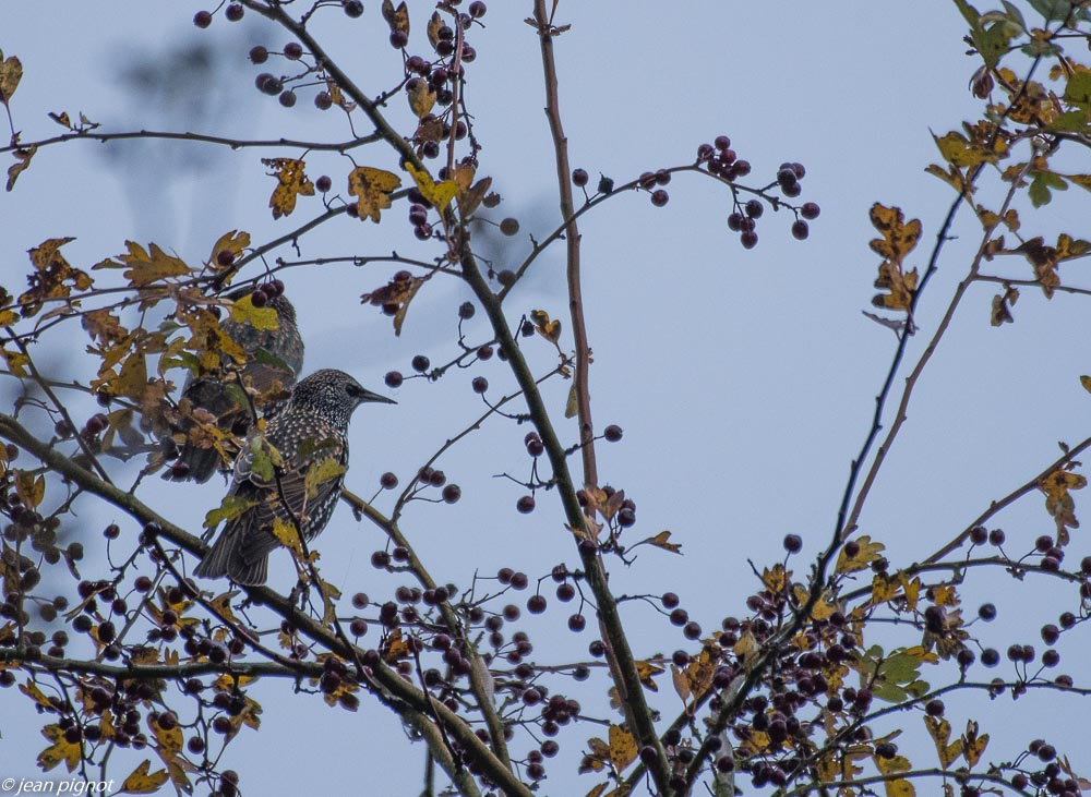 oiseaux des haie 11 2018.JPG