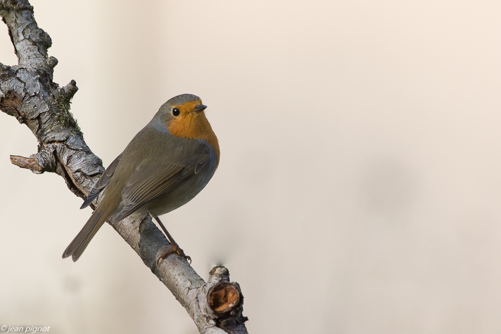 oiseaux mangeoire 11 2018.JPG