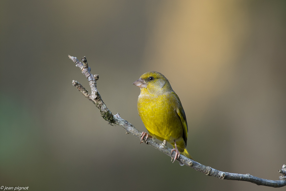 oiseaux mangeoire 11 2018-2.JPG