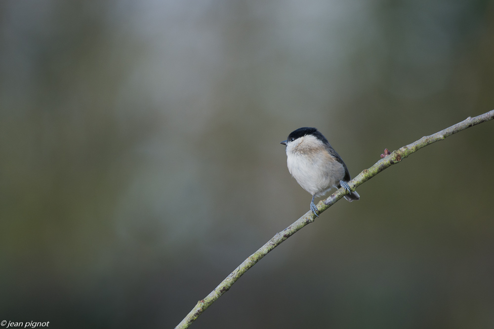 oiseaux mangeoire 11 2018-3.JPG