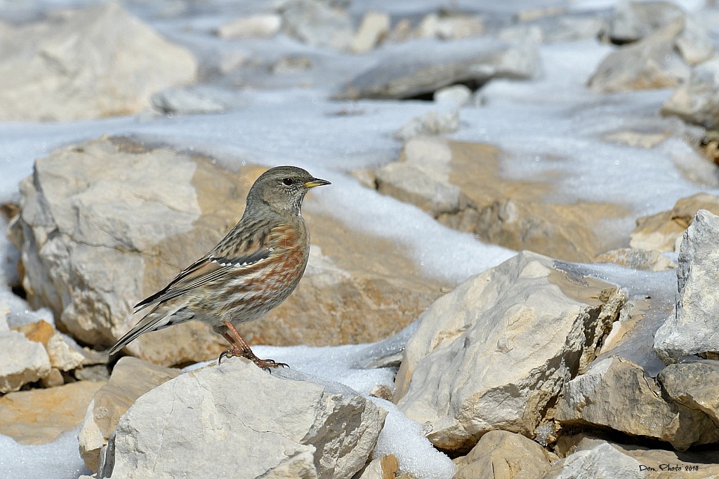 DSC_9260IN.jpg