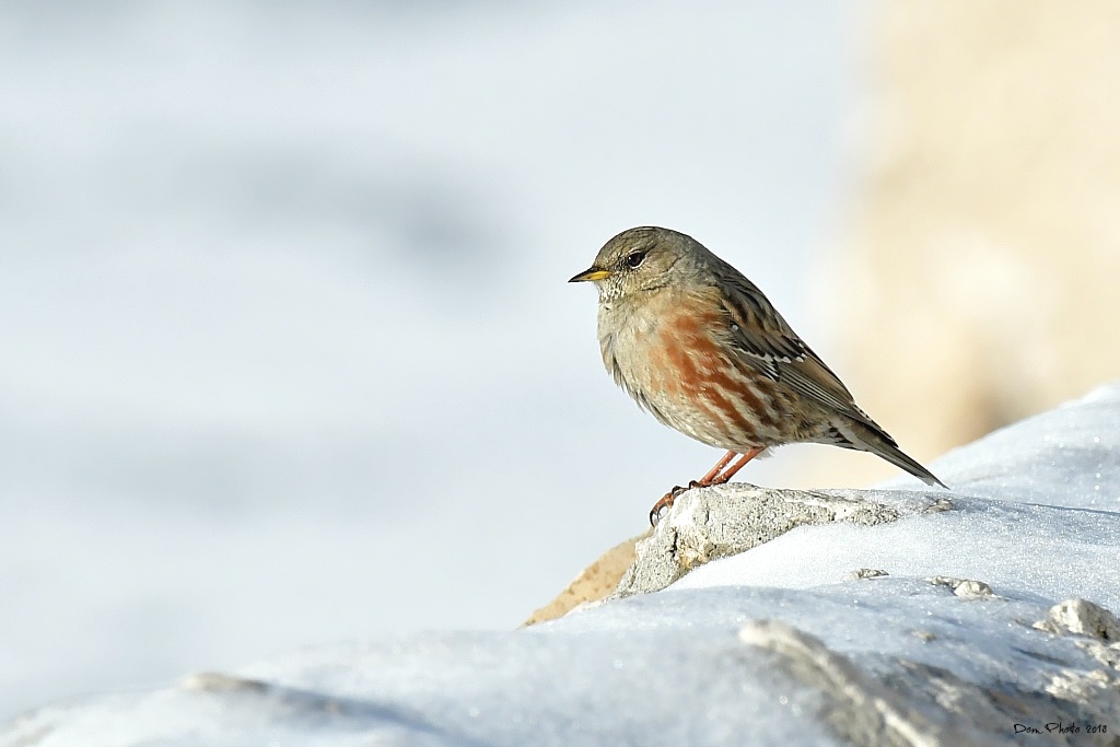 DSC_9104IN.jpg