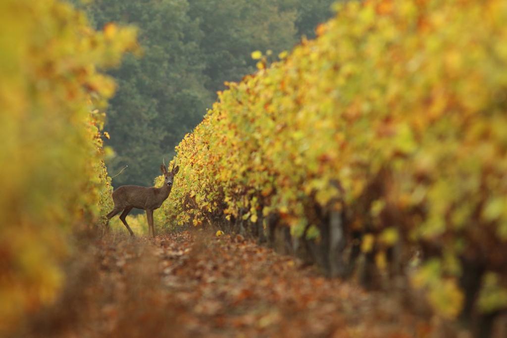 Chevreuil - Capreolus capreolus - Roe Deer I&N 2.JPG