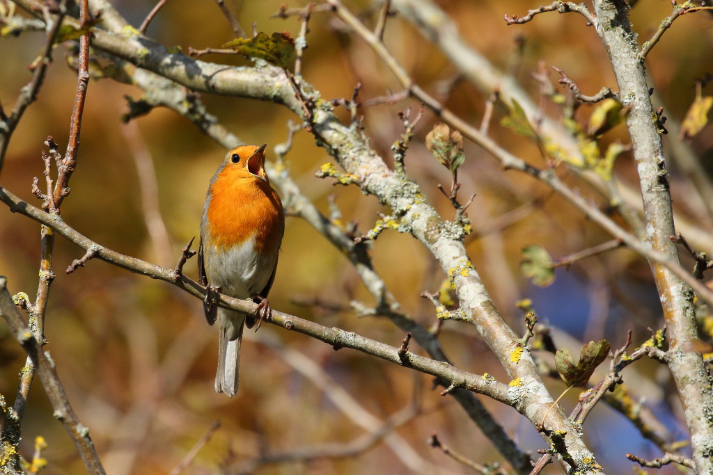 Rouge gorge I&N.JPG