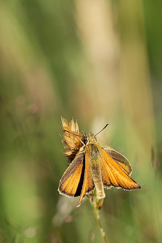 DSC_3252_DxO.jpg