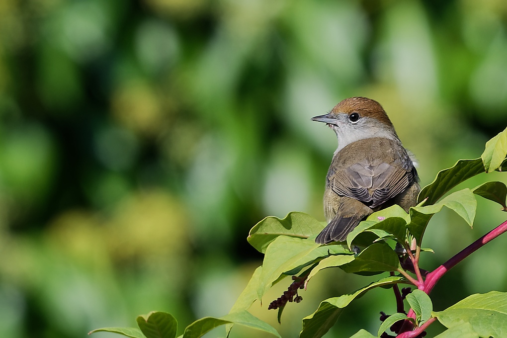 DSC_4311_DxO-1.jpg