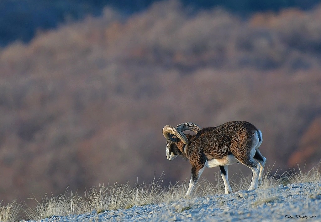 DSC_9300IN6.jpg