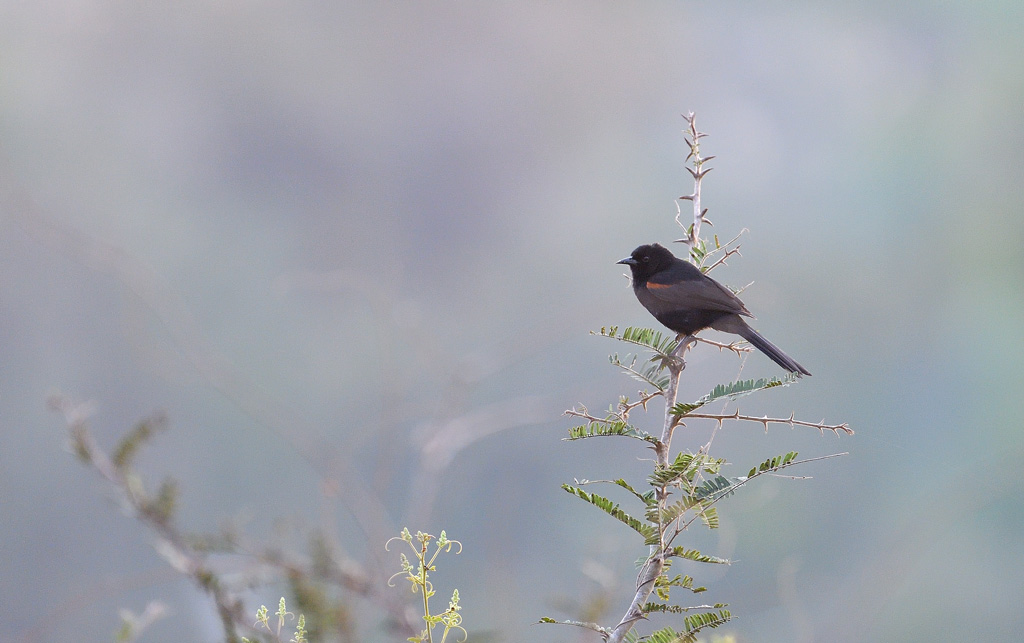 DS5_5372.jpg