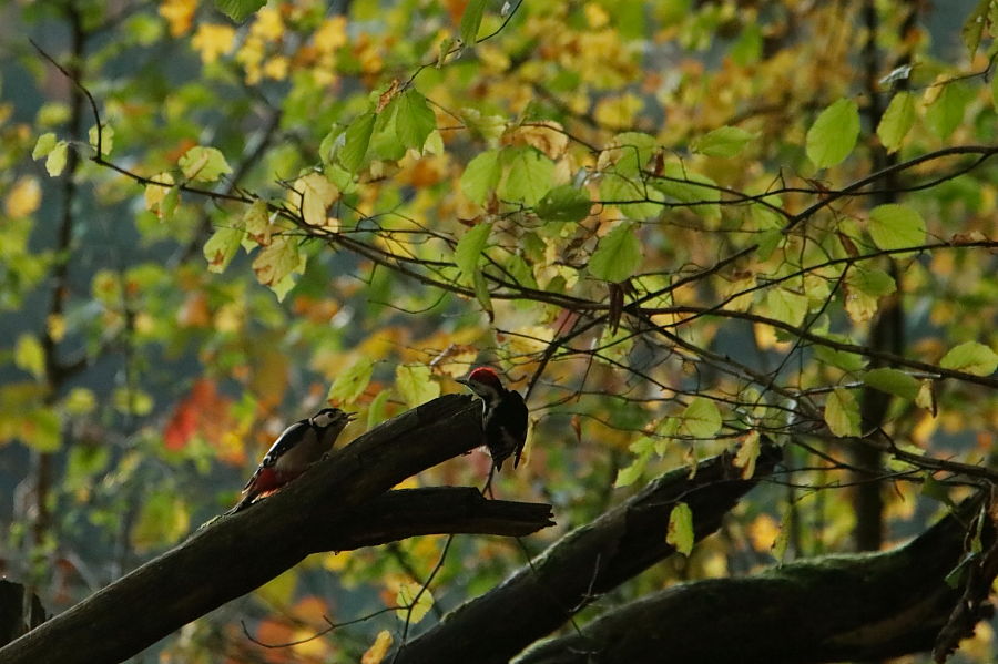 _MG_6418chv.JPG