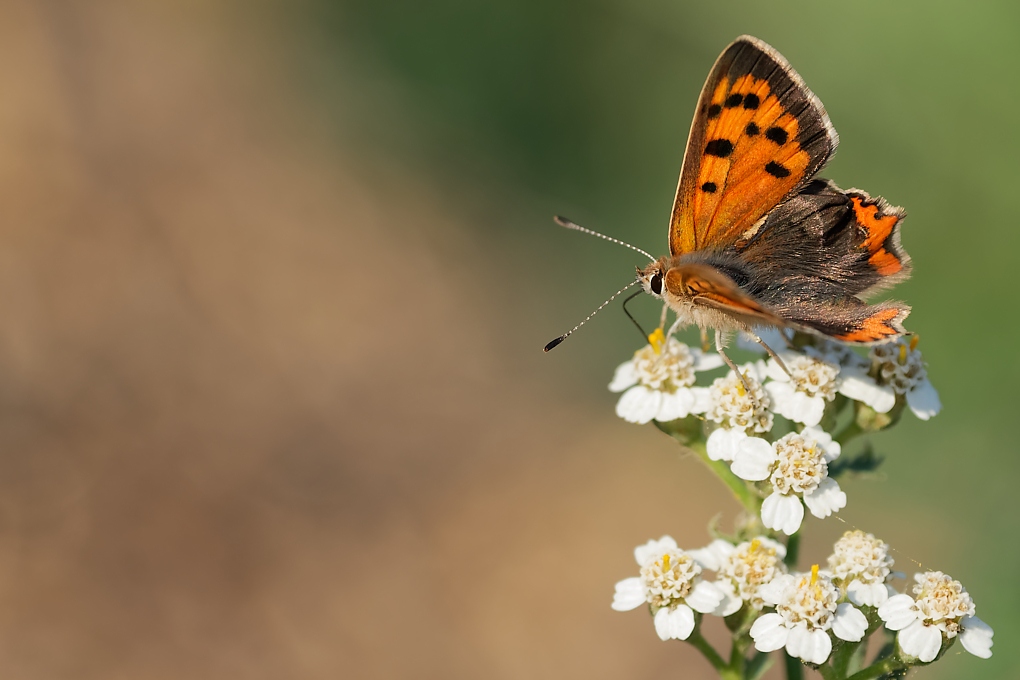DSC_5674_DxO-2.jpg