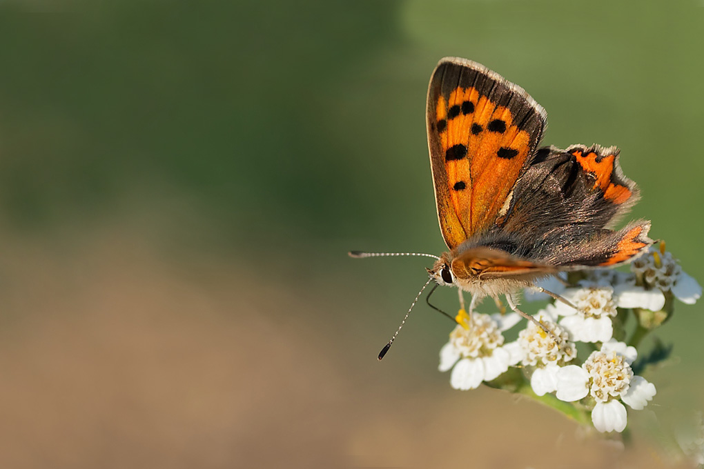 DSC_5674_DxO-1.jpg