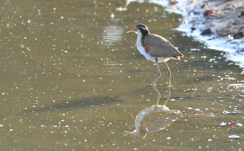 DSC_9980.jpg