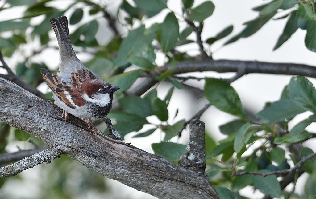 DSC_7962.jpg