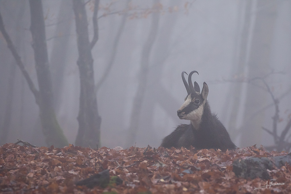 forum I&N 2018-11 chamois-011.jpg