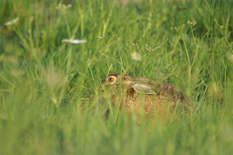PICT0130.JPG