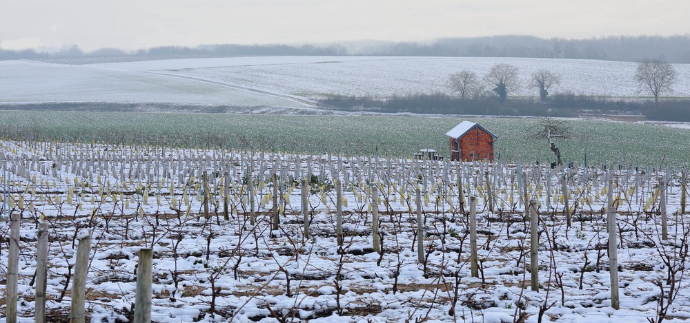 Cabane de vigne sous la neige.jpg