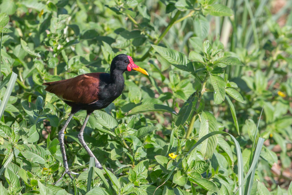 _IN Jacana noir 2018-11 Marais Leblond -1.jpg
