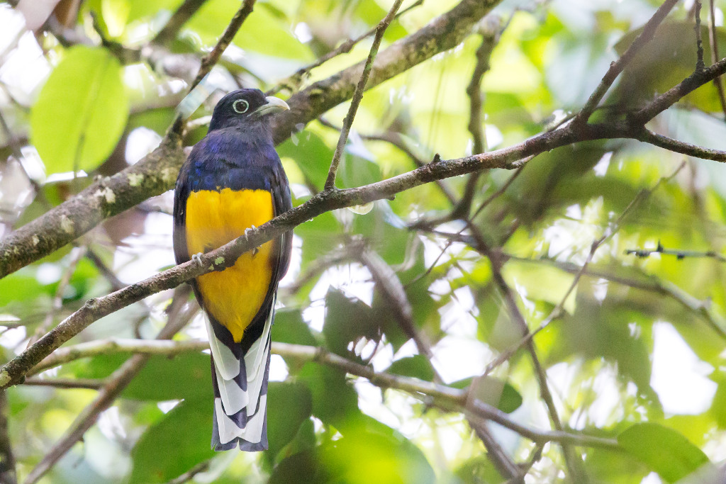 _IN Trogon à queue blanche 2018-11 Risquetout -2.jpg