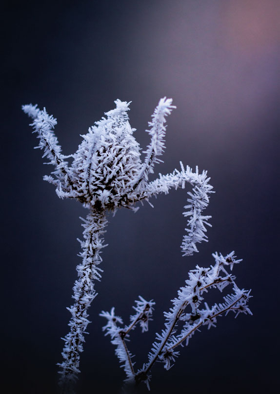 Chardon-2-web.jpg