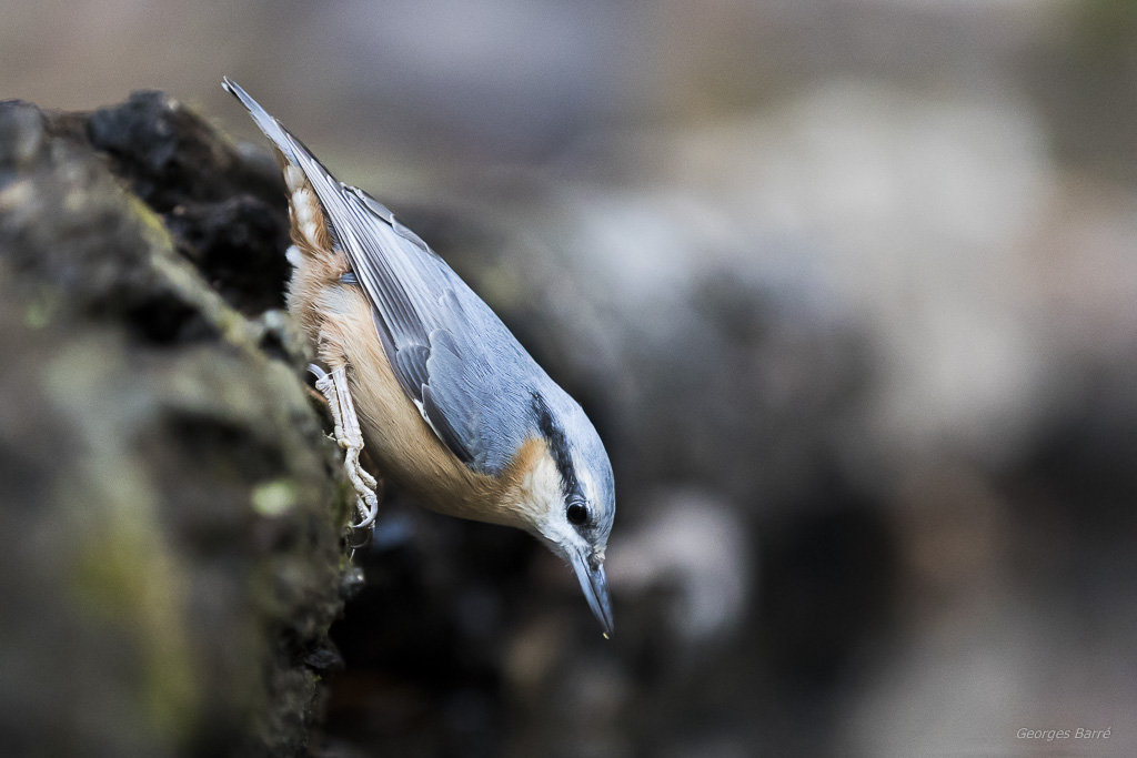 Sitelle Torchepot (Sitta europaea)-235.jpg