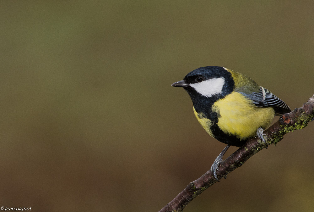 oiseaux mangeoire 12 2018.JPG