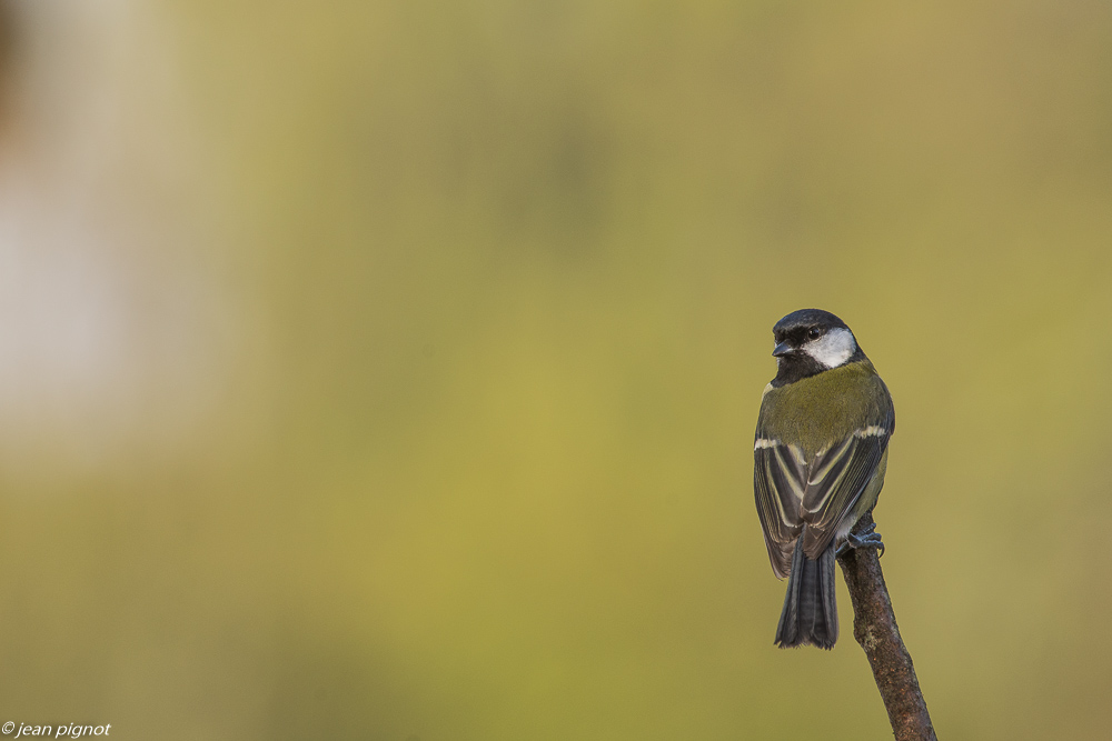 oiseaux mangeoire 12 2018-2.JPG