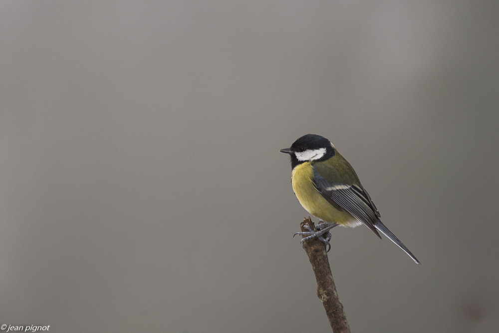 oiseaux mangeoire 12 2018-3.JPG