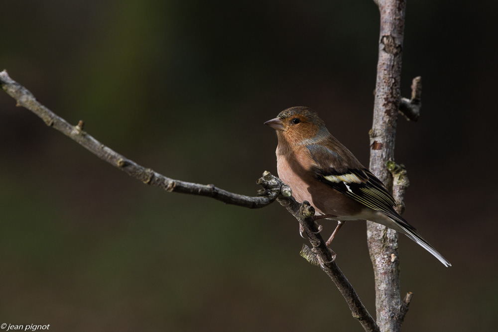 oiseaux mangeoire 12 2018-4.JPG
